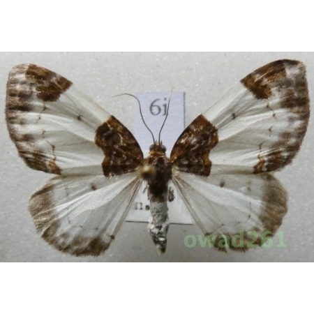 Mesoleuca albicillata (Linnaeus, 1758) Czech6i